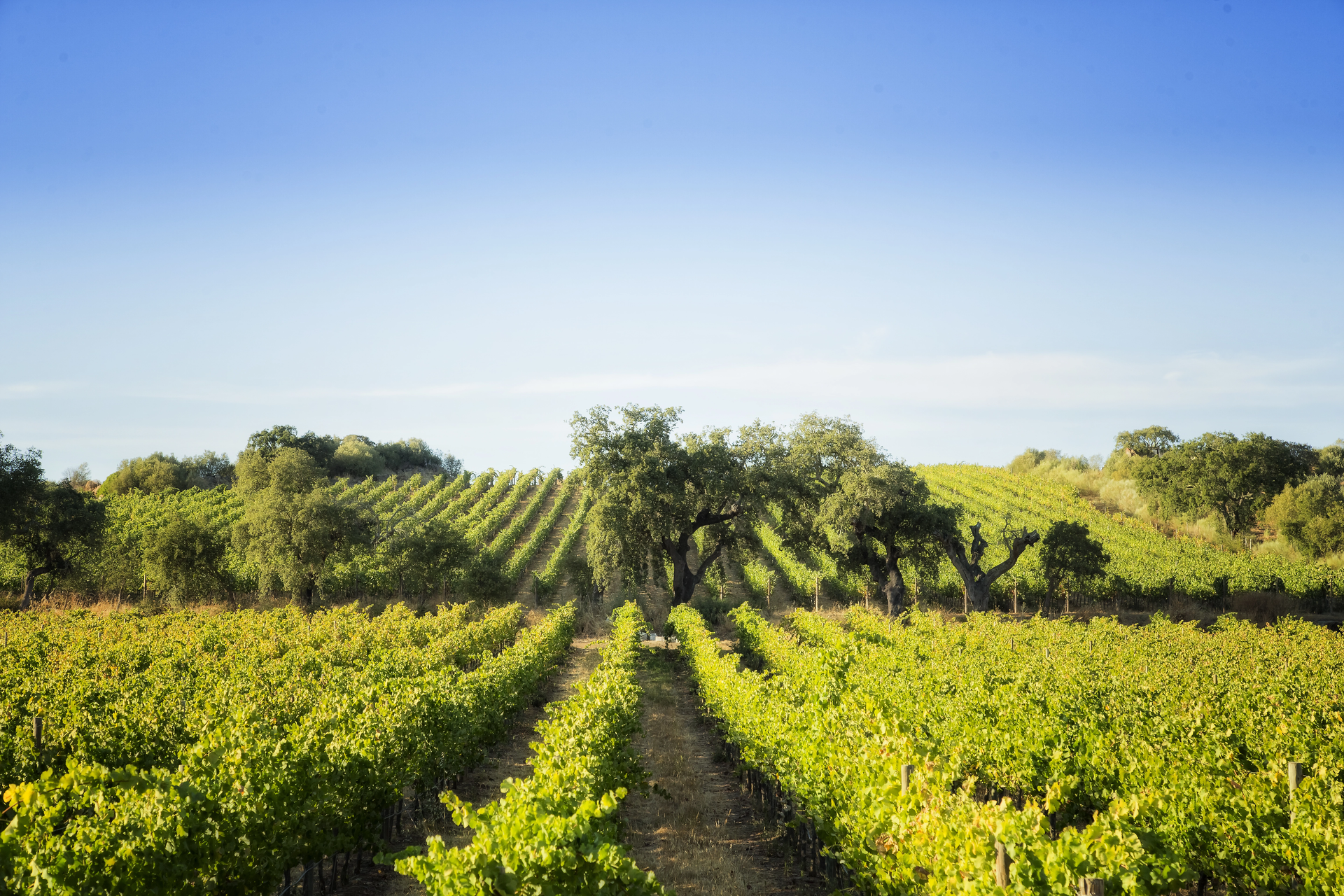 Monte do Carrapatelo Vinhos