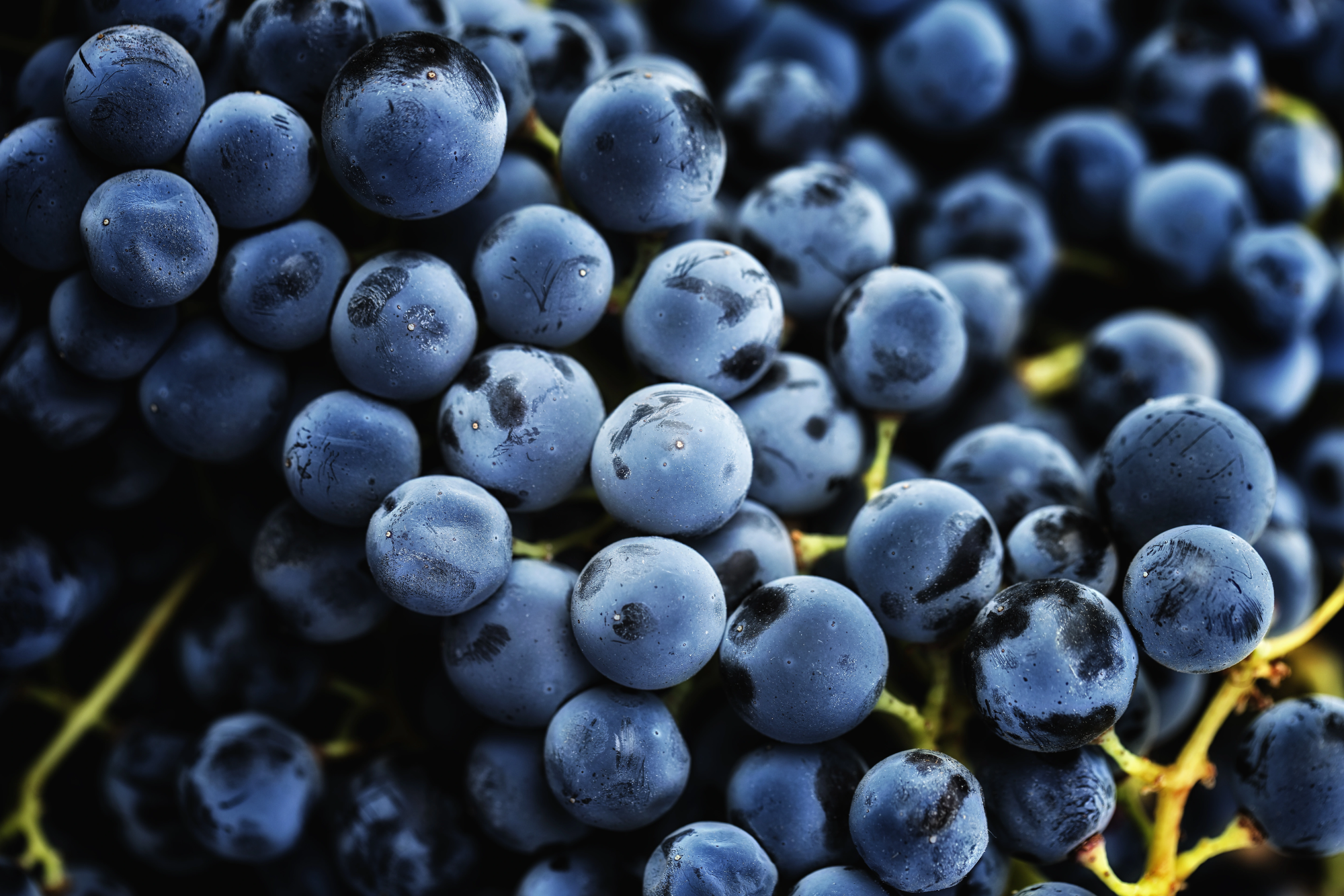 Encontre os Nossos Vinhos