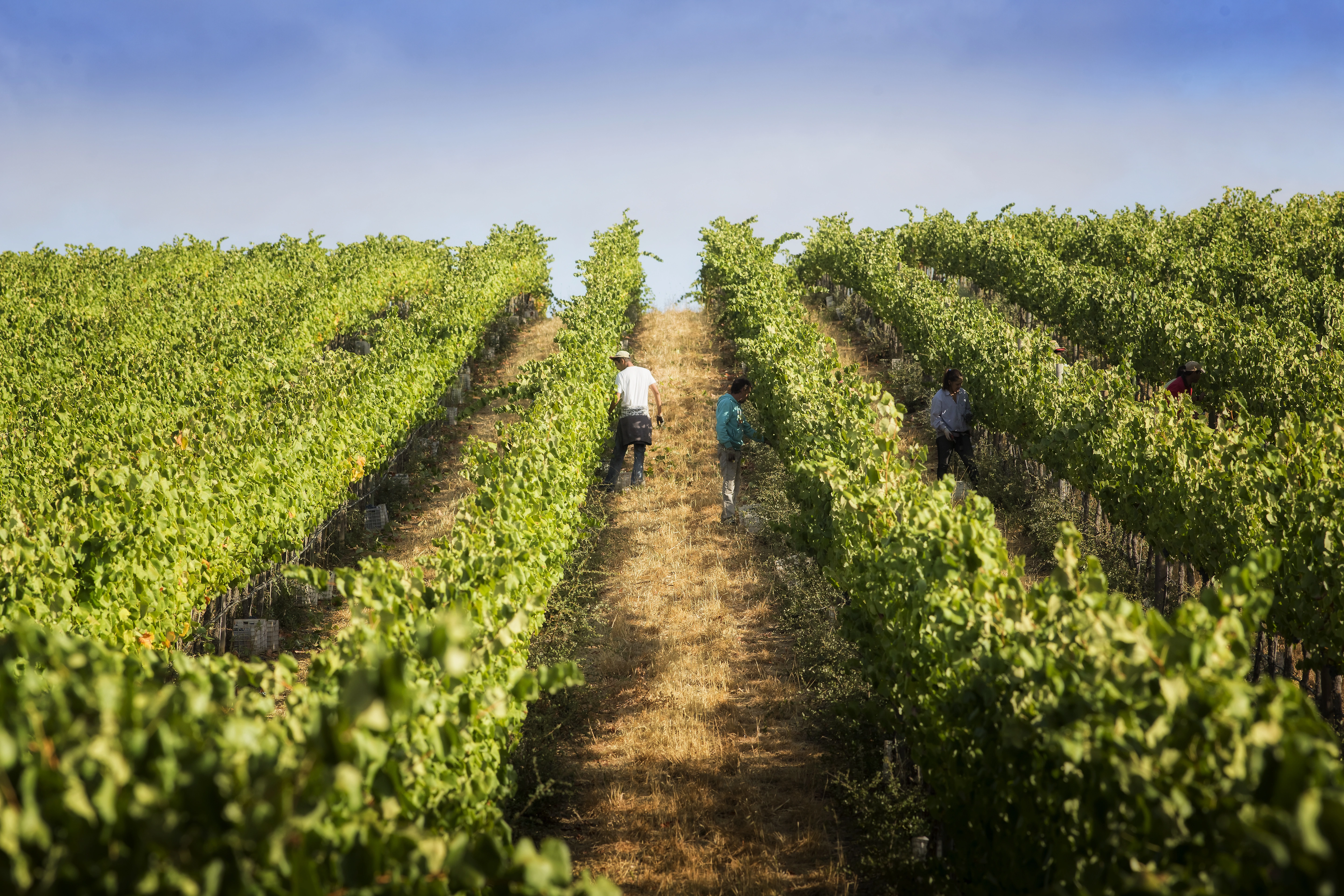 Fileiras de Vinhas